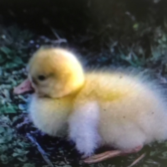 Meet your Posher, Andre - Picture 1 of 1